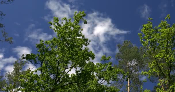 Krone Eines Baumes Auf Blauem Himmel Mit Wolken — Stockvideo