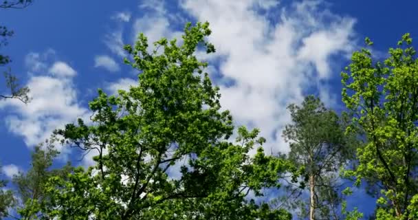 Στέμμα Ενός Δέντρου Φόντο Γαλάζιου Ουρανού Σύννεφα — Αρχείο Βίντεο