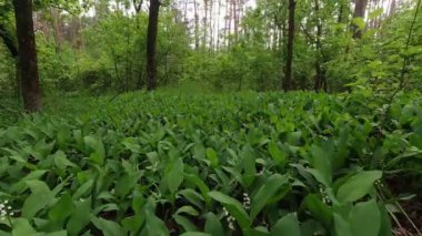 Bahar ormanlarında çiçek açan zambaklar. Zaman geçiyor.
