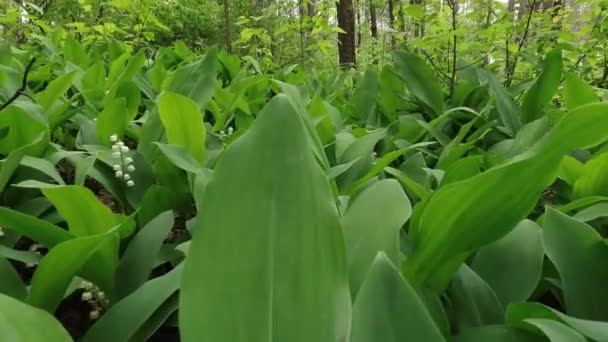 Lírios Florescendo Vale Floresta Primavera Câmera Avança — Vídeo de Stock