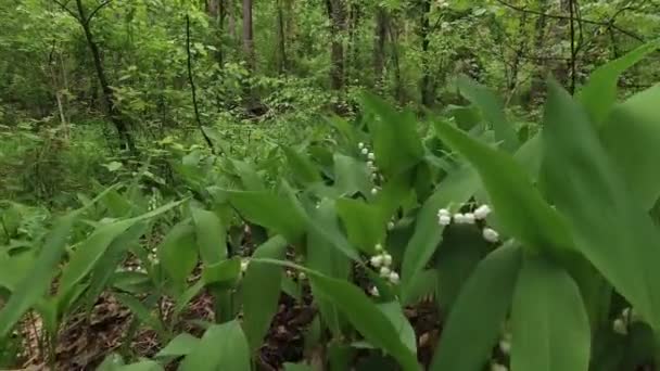 Lírios Florescendo Vale Floresta Primavera Câmera Avançar — Vídeo de Stock