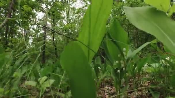 Lírios Floridos Vale Floresta Avançando — Vídeo de Stock