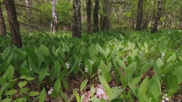 Lirio Flor Del Valle Día Soleado — Vídeo de stock