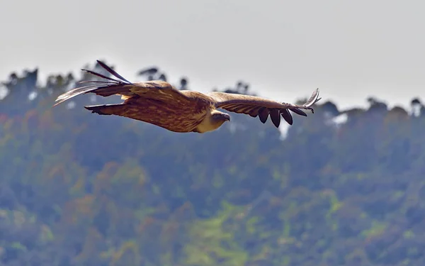 Close-up of griffon vulture planning in Monfrague. — Stock Photo, Image