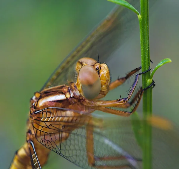 Libellule de couleur or en position verticale . — Photo