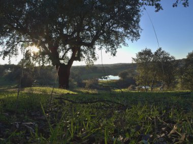 holm meşeleri ve meşe mantarları arasında gün batımı.