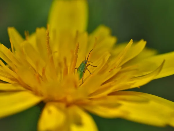 Groene long in paardebloem. — Stockfoto