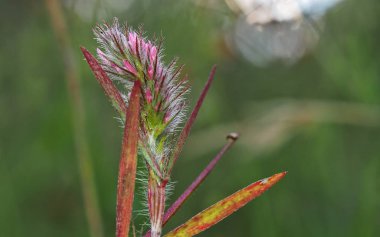 Extremadura 'nın çayırında olası Dalea uzantısı.