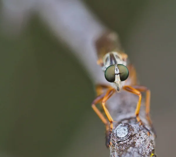 Détail des yeux spécimens de la famille des Asilidae — Photo