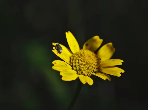 Chrysanthemum, Chrysantemum coronarium, på mörk bakgrund. — Stockfoto