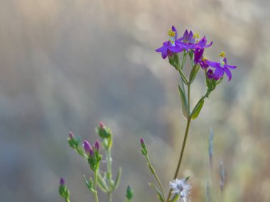 Kızıl arenya, Spergularua yakutu, küçük yaz çiçeği..