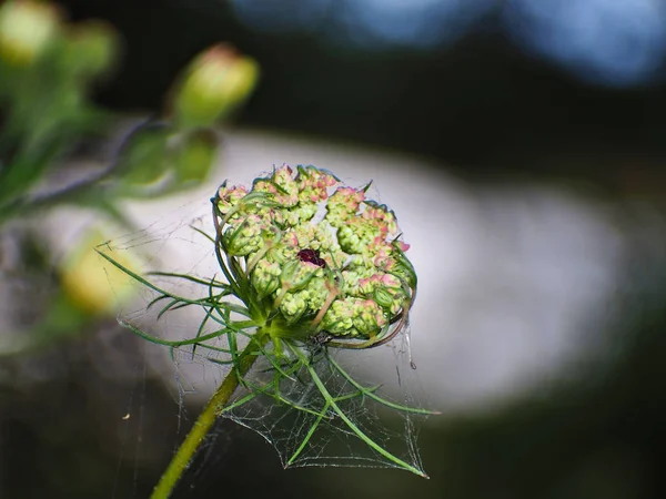 Daucus carota. Detail of the protective spikes. — ストック写真