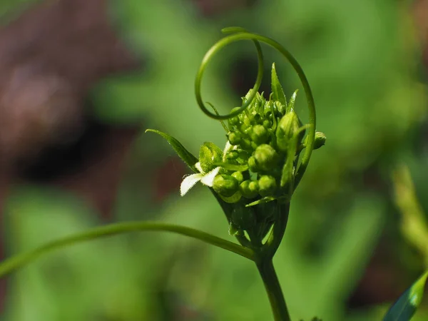 Bryonia dioica, спаржа из грецкого ореха, деталь головы . — стоковое фото