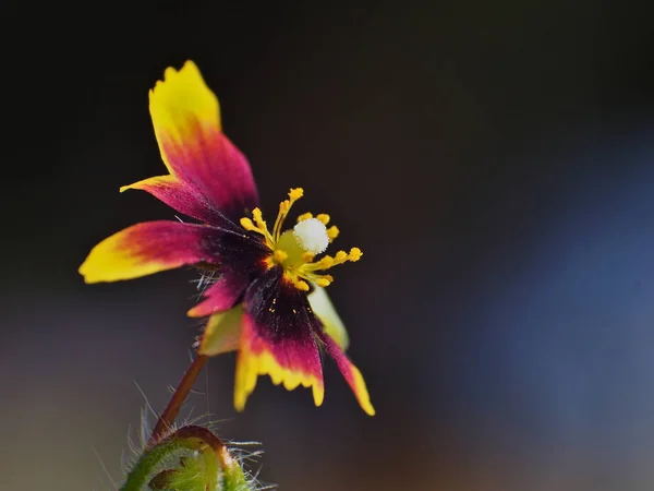 Frontal plane of Xolantha guttata, flower of the criadilla. — ストック写真
