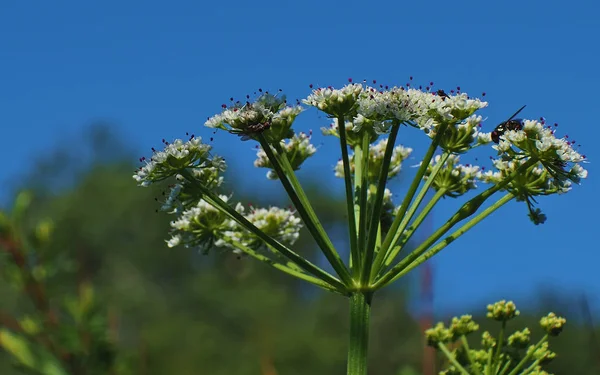 Schierling, WolfsPetersilie, in voller Blüte. — Stockfoto