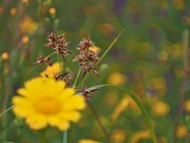 Odaklanmamış çiçek denizindeki tohum tohumu