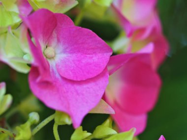 Ortalama profil Hydrangea makrosu
