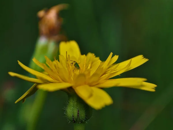 Verde pulmón amarillo flor camuflaje imposible — Foto de Stock