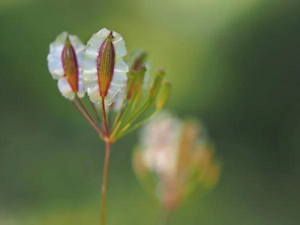 Zeer zeldzame verticale bloeiende witte bloem — Stockfoto