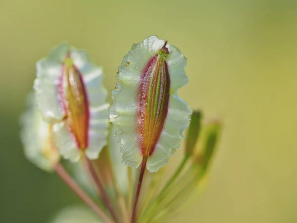 Very rare vertical blooming white flower — ストック写真