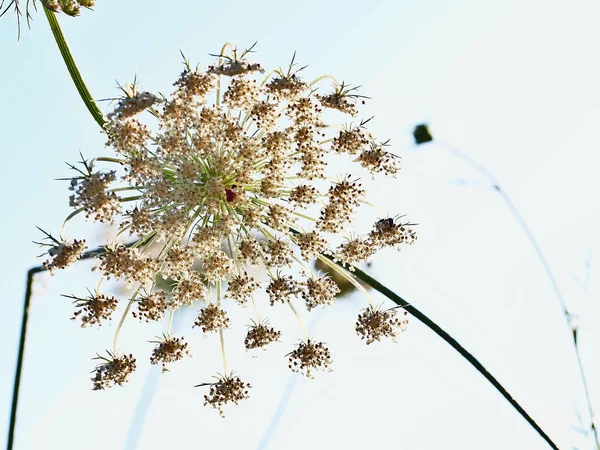 Inverted wild carrot and sky background — Stock Photo, Image