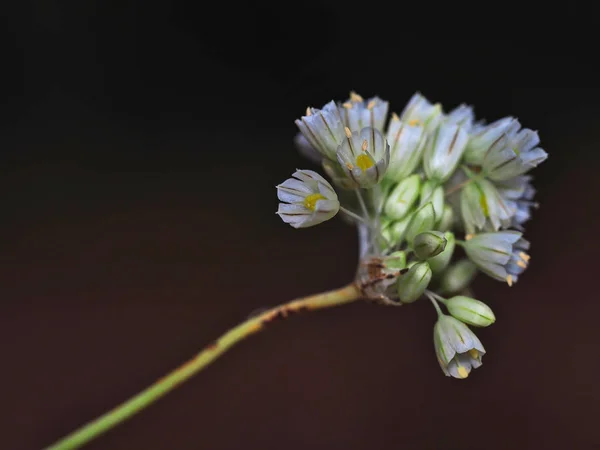 Small white-greenish clover flower — ストック写真