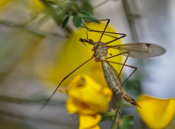 Profiel detail van Tipula oleracea, Koolmug. — Stockfoto