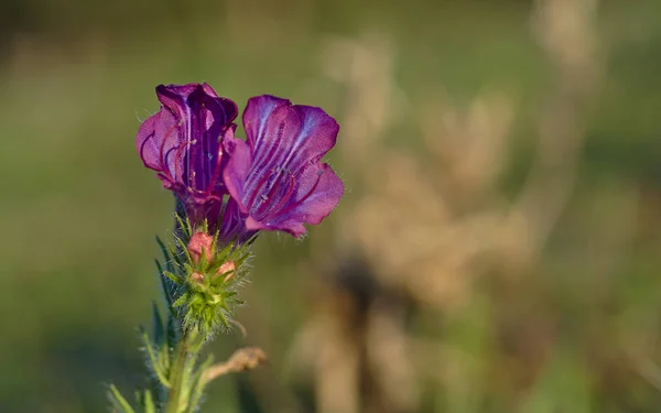 Viborera, bell-shaped violet flower — Stock Photo, Image