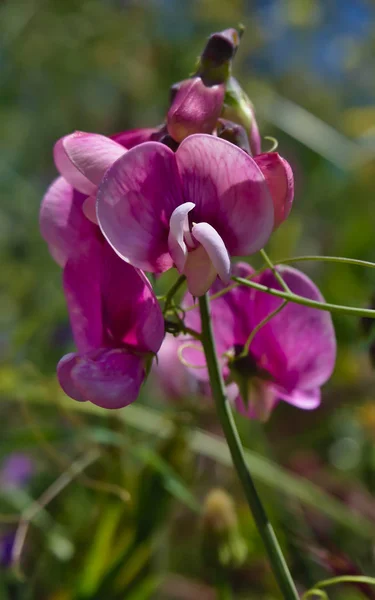 Vista frontal de chicharos rosa en plena floración —  Fotos de Stock