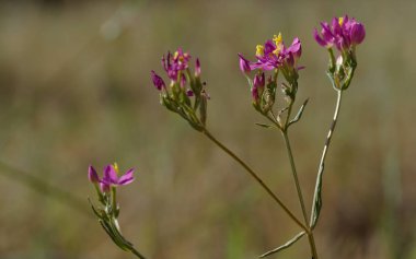 Kızıl arenya, Spergularua yakutu, küçük yaz çiçeği..
