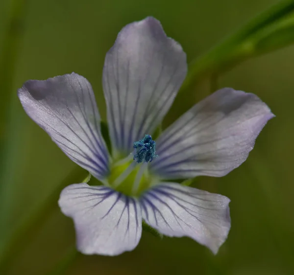 Linen, flower of greenish violet tones