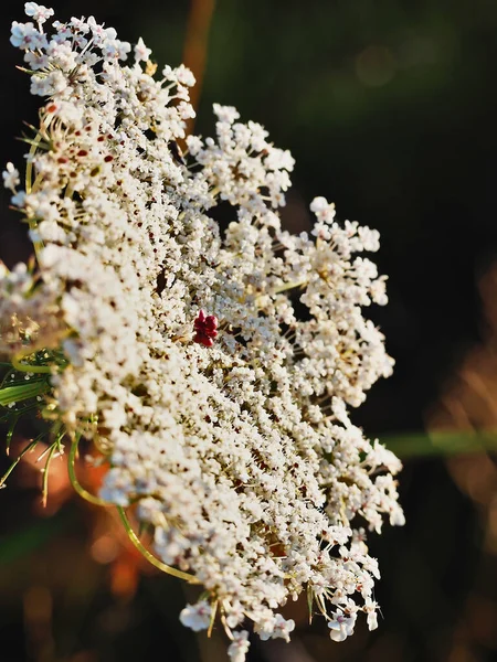 Profile view of red dot centers of wild carrot — ストック写真