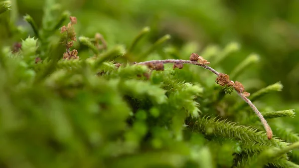 Moss texture with small dry flower detail — Stock Photo, Image
