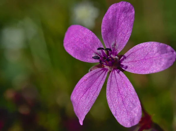 Macro detail of anthers loaded with pollen — Stock Photo, Image