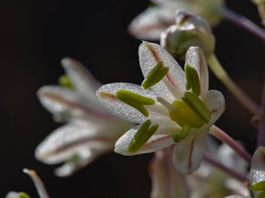 Yeşil anterli güzel beyaz çiçek