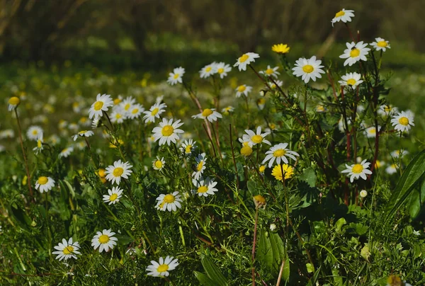 Beautiful daisy fields with unfocused background — Stock Photo, Image