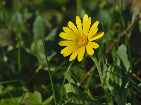 Yellow daisy reflecting the sun — Stock Photo, Image