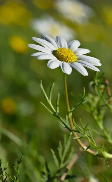 Beautiful daisies reflecting the sun's rays — Stock Photo, Image