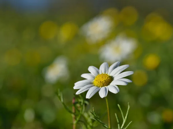 Beautiful daisies reflecting the sun's rays — Stock Photo, Image