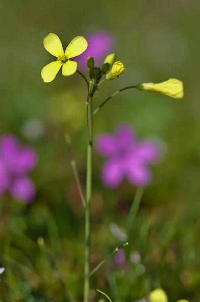 Красивый маленький желтый цветок с четырьмя листьями — стоковое фото