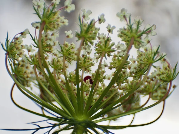 Daucus carota. Plano inferior que muestra la forma de copa . — Foto de Stock