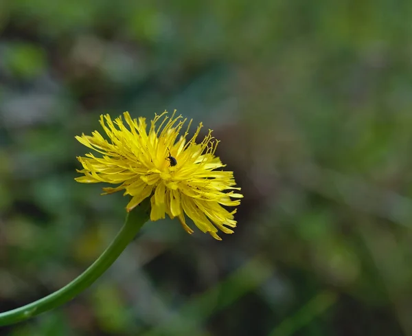 Löwenzahn-Makro in voller Blüte — Stockfoto