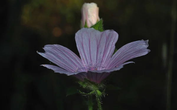 White-leaved flower with pinkish nerves — Stock Photo, Image