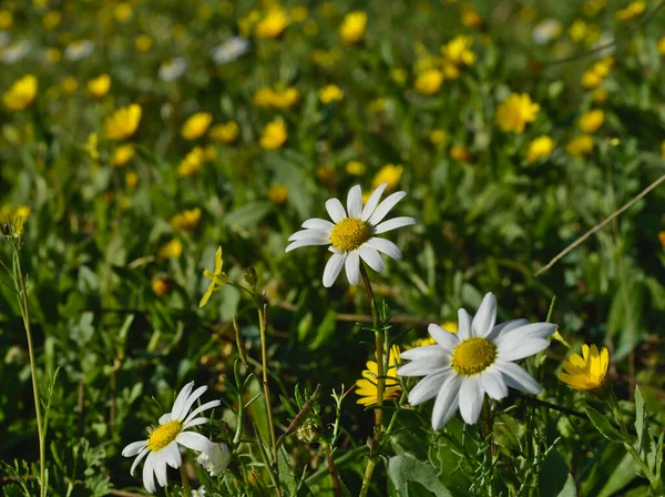 White daisies with yellow daisies out of focus — Stock Photo, Image