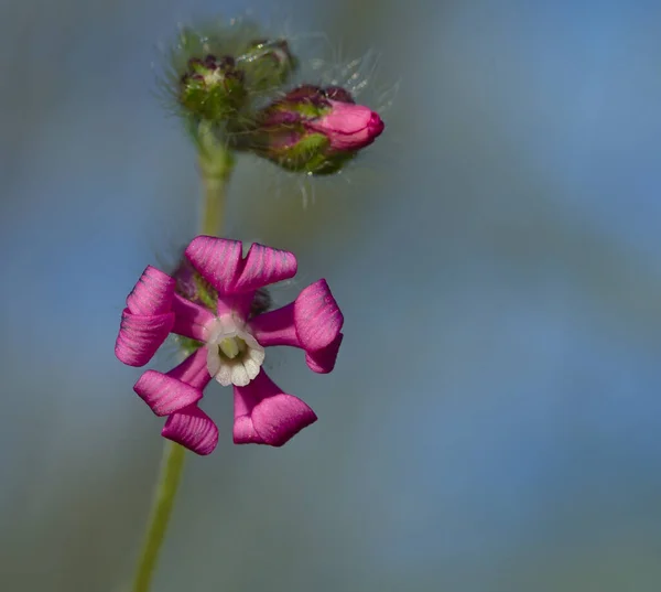 Macro of beautiful pink-purple flower — Stock Photo, Image