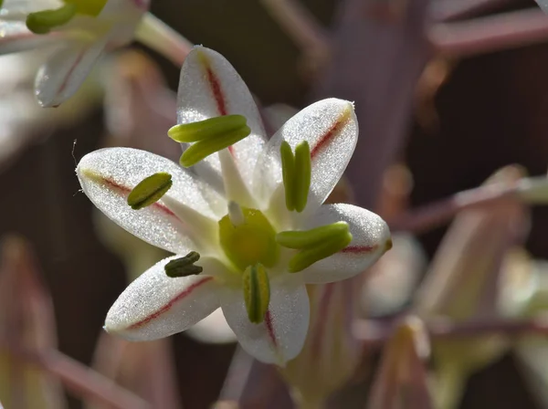 Красивый белый цветок с зелеными муравьями — стоковое фото