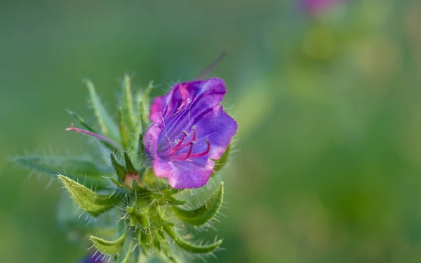 Viborera, bell-shaped violet flower — Stock Photo, Image