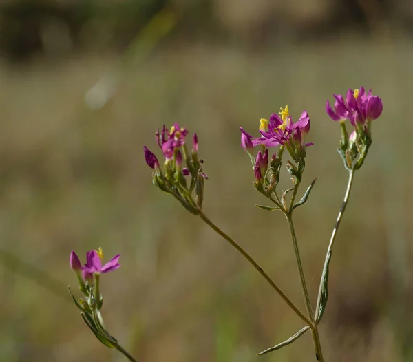 Red arenaria, Spergularua rubra, small summer flower. — Stock Photo, Image