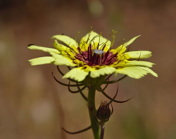 Hermosa flor amarilla con centro púrpura — Foto de Stock