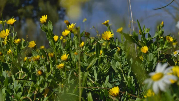 Field of Yellow Daisies — Stock Photo, Image